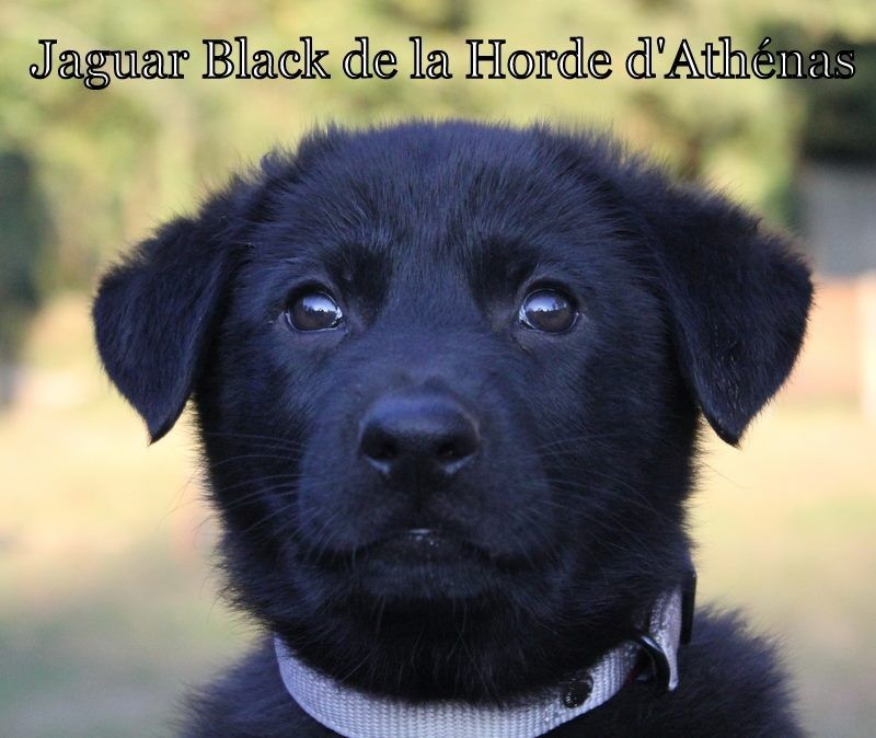 Jaguar black De La Horde D'athénas