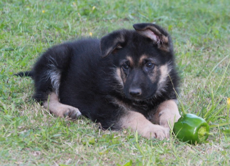 chiot Berger Allemand Black Pearl's